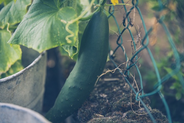 cucumber-gherkin.jpg